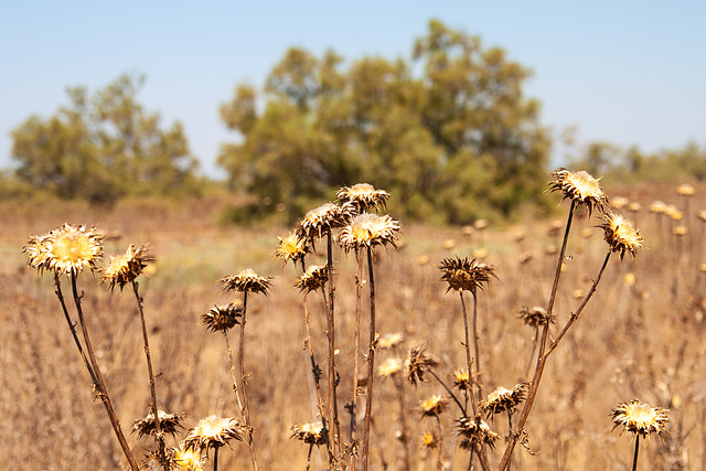 Plant life - La Marette, Aigues-Mortes