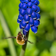 Bee-fly (Bombylius major) (+ PiP)