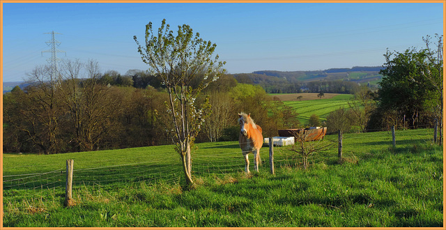 Today a Horse HFF-21-april-2023--in ons limburgs landschap