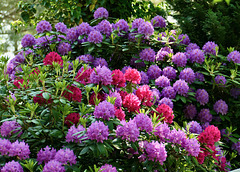 Rhododendren...