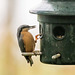 Nuthatch