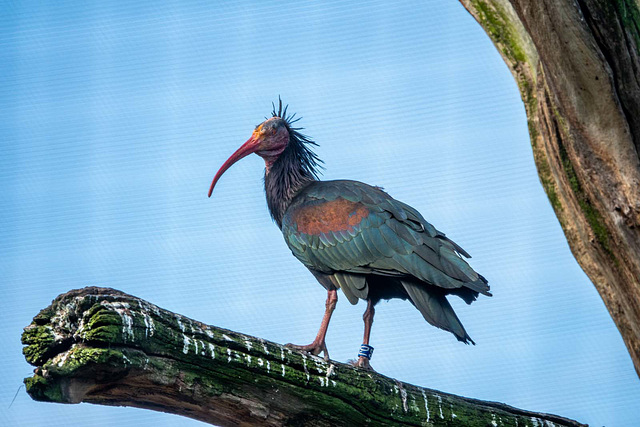 Bald ibis