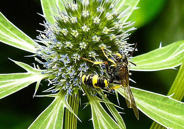 20230719 2421CPw [D~LIP] Flachblättriger Mannstreu (Eryngium planum), Bienenjagende Knotenwespe (Cerceris rybyensis), Bad Salzuflen