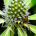 20230719 2421CPw [D~LIP] Flachblättriger Mannstreu (Eryngium planum), Bienenjagende Knotenwespe (Cerceris rybyensis), Bad Salzuflen