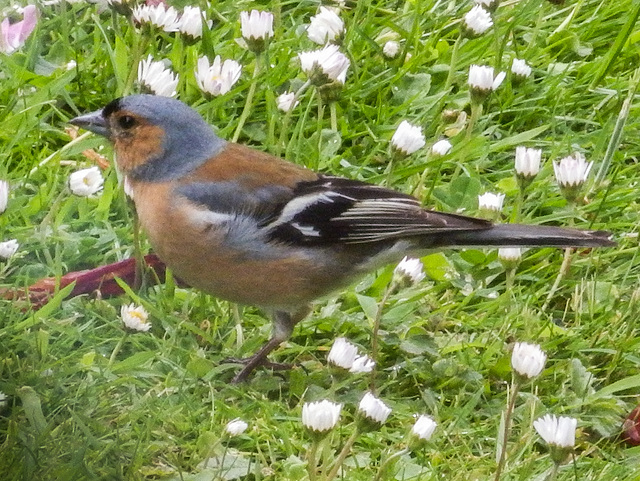 Chaffinch Chaffinch