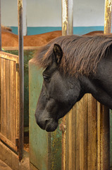 Icelandic horse