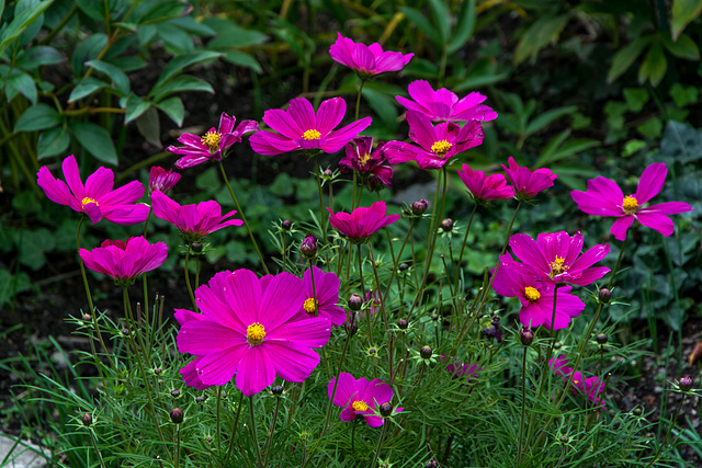 Cosmea (Nikkor 18 - 105, f/3,5-5,6)