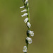 Spiranthes praecox (Grass-leaf Ladies'-tresses orchid)
