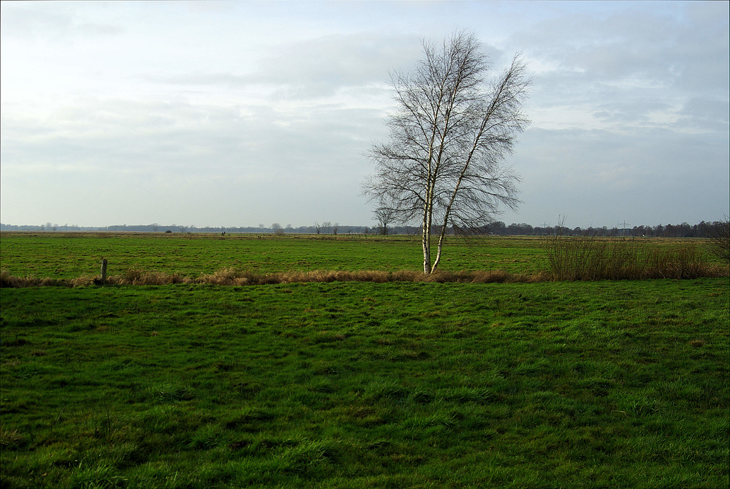 IMGP3670  (Bremen, NSG Borgfelder Wümmewiesen)