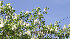 The white lilac is already out