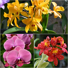 An Orchid Extravaganza