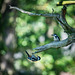 Greater spotted woodpeckersw3