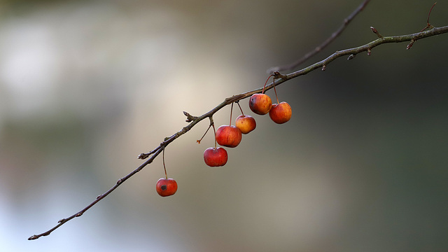 Un malus....