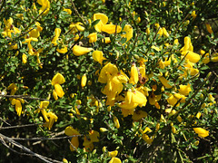 Ginsterblüten auf Hiddensee