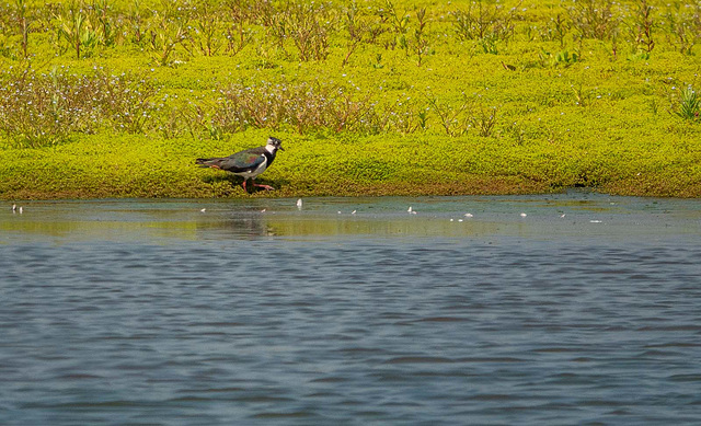 Lapwing