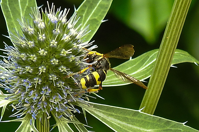 20230719 2422CPw [D~LIP] Flachblättriger Mannstreu (Eryngium planum), Bienenjagende Knotenwespe (Cerceris rybyensis), Bad Salzuflen