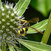 20230719 2422CPw [D~LIP] Flachblättriger Mannstreu (Eryngium planum), Bienenjagende Knotenwespe (Cerceris rybyensis), Bad Salzuflen