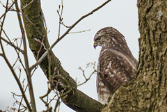 Konzentrierter Blick