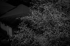 Cherry blossoms