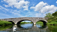 Ibsley Bridge over the River Avon (and swan)