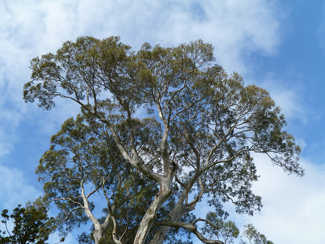 gum at Hazelwood Park burnside