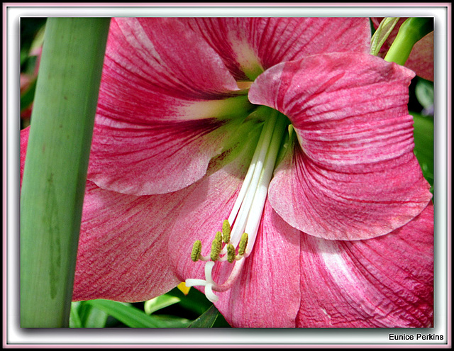 Pink Lily