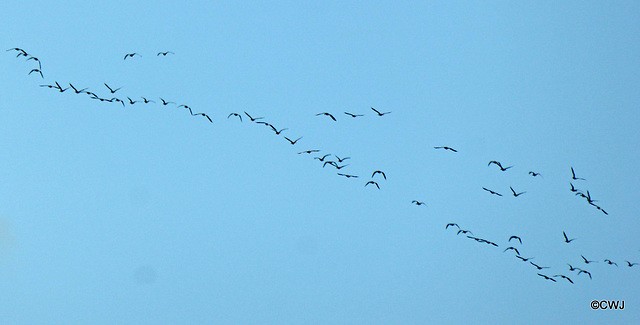 Winter is coming, announced by the honking geese overhead on their way to their roosting site by Findhorn Bay.