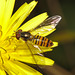 IMG 8763hoverfly