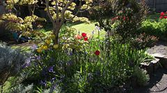 Ann's lovely garden
