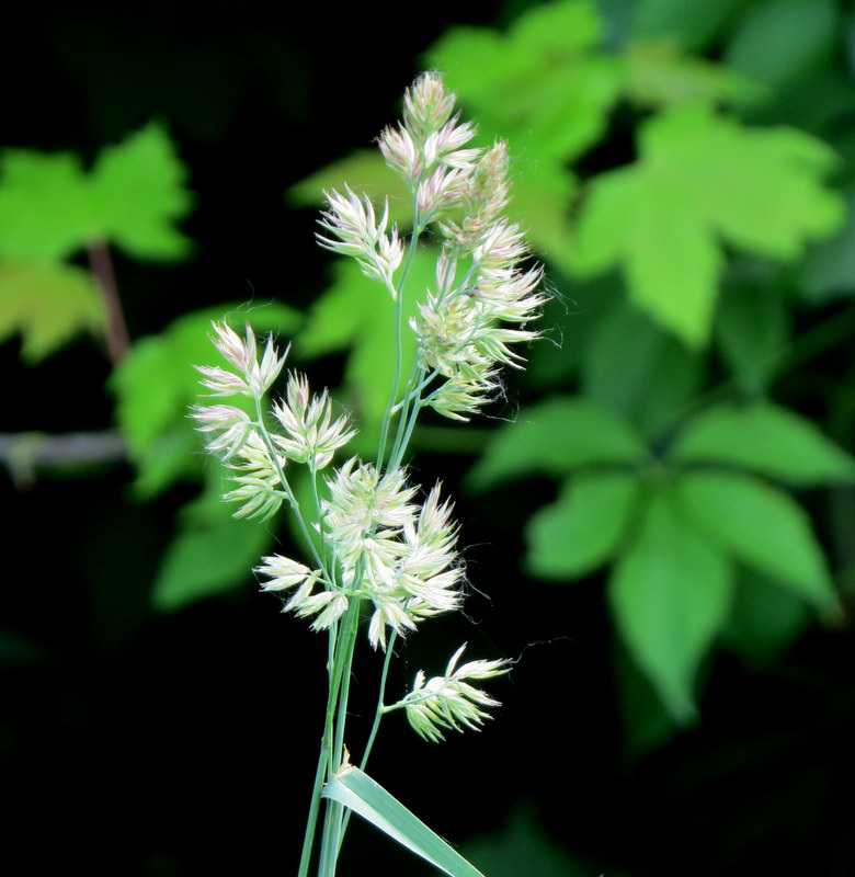 Flowering grasses are worth photographing.