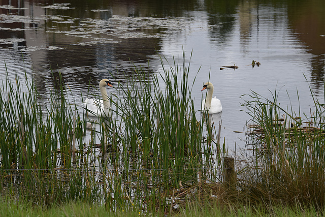 Tranquility - 22 May 2021