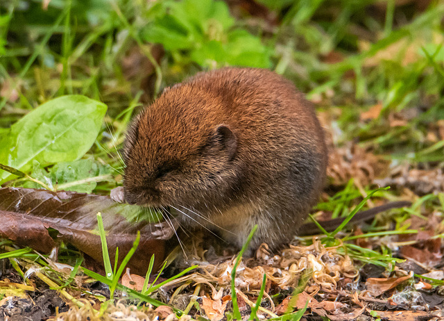 Bank vole