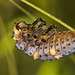 Die Entwicklung dieser Larve des Siebenpunkten Marienkäfer hat begonnen :))  The development of this larva of the seven-spotted ladybird has started :))  Le développement de cette larve de la coccinelle à sept points a commencé :))