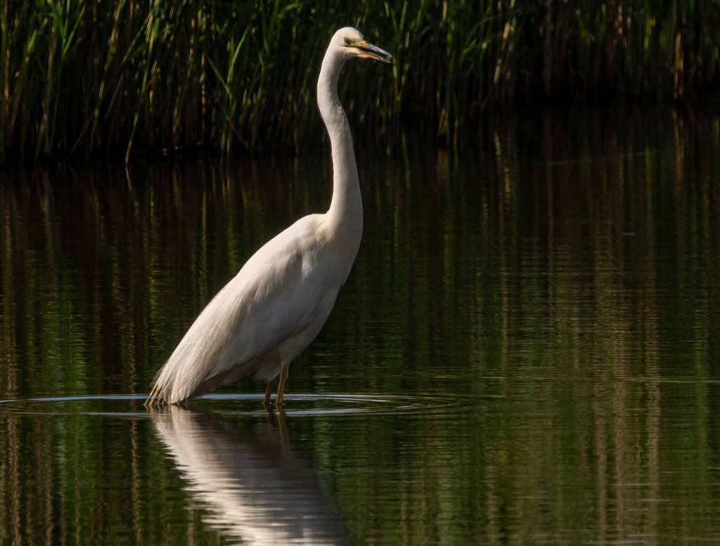 Great white egret