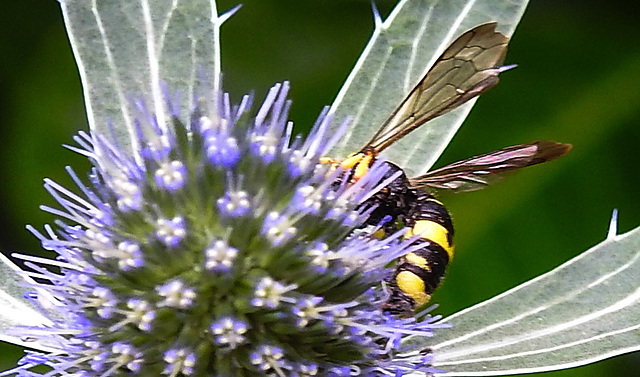 20230719 2423CPw [D~LIP] Flachblättriger Mannstreu (Eryngium planum), Bienenjagende Knotenwespe (Cerceris rybyensis), Bad Salzuflen