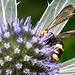 20230719 2423CPw [D~LIP] Flachblättriger Mannstreu (Eryngium planum), Bienenjagende Knotenwespe (Cerceris rybyensis), Bad Salzuflen