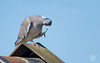 Pigeon