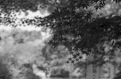 Maple leaves Maple leaves