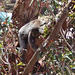 hungover koalas