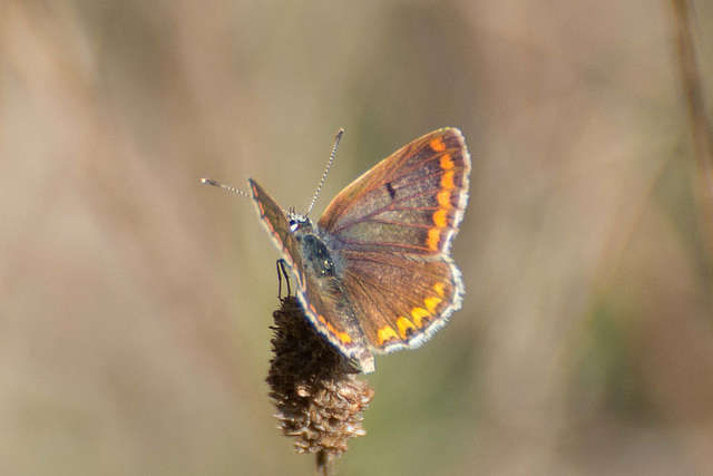 Brown Argus f (Aricia agestis agestis) DSB 2127