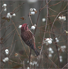 The purple finch with the colour