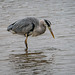 Heron 1