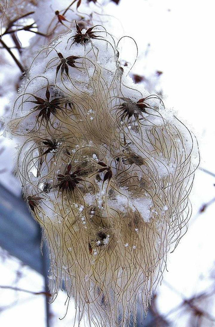 ... fleur de saison ... ... fleur de saison ...
