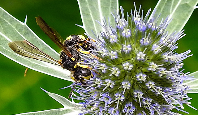 20230719 2424CPw [D~LIP] Flachblättriger Mannstreu (Eryngium planum), Bienenjagende Knotenwespe (Cerceris rybyensis), Bad Salzuflen