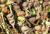 Wunderwelt der Flechten - Wonderful world of lichens