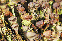 Wunderwelt der Flechten - Wonderful world of lichens