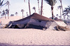 Tente Berbère dans le désert du Sahara . Argentique de 1964