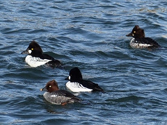 Common Goldeneye