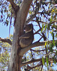 hungover koalas