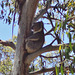 hungover koalas